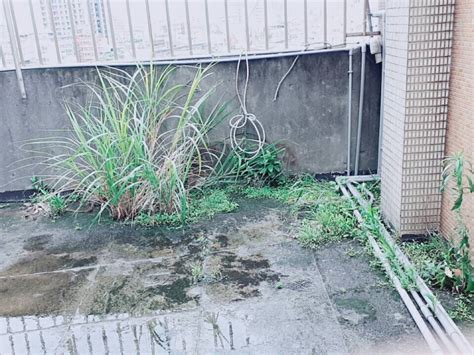 屋頂長草風水|風水上來説屋頂長草：為什麼屋頂不要長草？【風水上來説屋頂長。